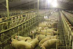 Group sow housing - Australian pig farming - Captured at Wonga Piggery, Young NSW Australia.