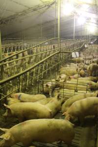 Group sow housing - Australian pig farming - Captured at Wonga Piggery, Young NSW Australia.