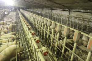 Group sow housing - Australian pig farming - Captured at Wonga Piggery, Young NSW Australia.