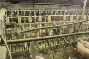 Group sow housing - Australian pig farming - Captured at Wonga Piggery, Young NSW Australia.