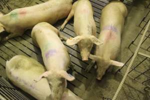 Group sow housing - Australian pig farming - Captured at Wonga Piggery, Young NSW Australia.