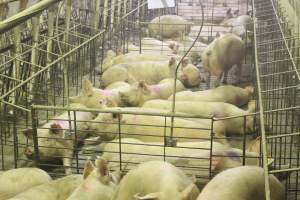 Group sow housing - Australian pig farming - Captured at Wonga Piggery, Young NSW Australia.