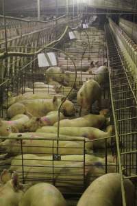 Group sow housing - Australian pig farming - Captured at Wonga Piggery, Young NSW Australia.