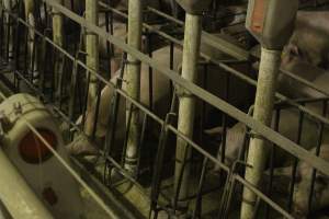 Group sow housing - Australian pig farming - Captured at Wonga Piggery, Young NSW Australia.