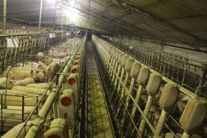 Group sow housing - Australian pig farming - Captured at Wonga Piggery, Young NSW Australia.