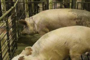 Group sow housing - Australian pig farming - Captured at Wonga Piggery, Young NSW Australia.