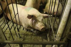 Group sow housing - Australian pig farming - Captured at Wonga Piggery, Young NSW Australia.