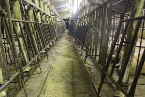 Group sow housing - Australian pig farming - Captured at Wonga Piggery, Young NSW Australia.