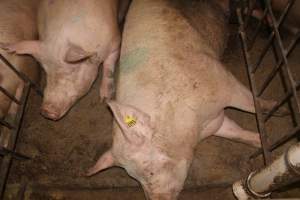 Group sow housing - Australian pig farming - Captured at Wonga Piggery, Young NSW Australia.