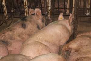 Group sow housing - Australian pig farming - Captured at Wonga Piggery, Young NSW Australia.