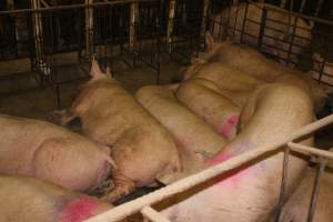 Group sow housing - Australian pig farming - Captured at Wonga Piggery, Young NSW Australia.