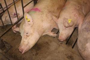 Group sow housing - Australian pig farming - Captured at Wonga Piggery, Young NSW Australia.