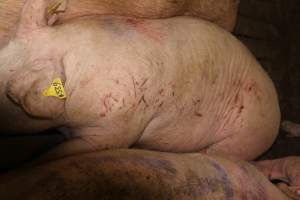 Sows with scratches from fighting - Australian pig farming - Captured at Wonga Piggery, Young NSW Australia.