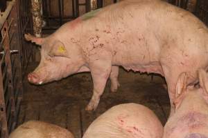 Sows with scratches from fighting - Australian pig farming - Captured at Wonga Piggery, Young NSW Australia.