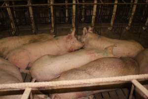 Group sow housing - Australian pig farming - Captured at Wonga Piggery, Young NSW Australia.