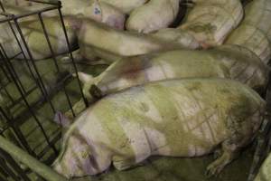 Group sow housing - Australian pig farming - Captured at Wonga Piggery, Young NSW Australia.