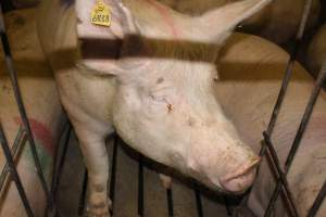 Group sow housing - Australian pig farming - Captured at Wonga Piggery, Young NSW Australia.