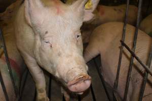 Group sow housing - Australian pig farming - Captured at Wonga Piggery, Young NSW Australia.