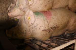 Sow with scratches and cuts from fighting - Australian pig farming - Captured at Wonga Piggery, Young NSW Australia.