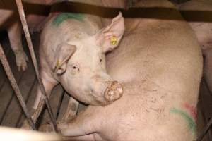 Group sow housing - Australian pig farming - Captured at Wonga Piggery, Young NSW Australia.