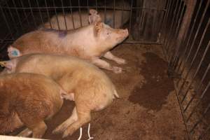 Sows in breeding pens - Australian pig farming - Captured at Wonga Piggery, Young NSW Australia.