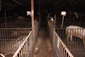 Breeding shed - Australian pig farming - Captured at Wonga Piggery, Young NSW Australia.