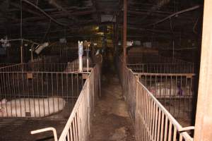 Breeding shed - Australian pig farming - Captured at Wonga Piggery, Young NSW Australia.