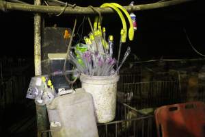 Pork stork catheters - For artificial insemination - Captured at Wonga Piggery, Young NSW Australia.