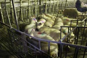 Group sow housing - Australian pig farming - Captured at Wonga Piggery, Young NSW Australia.