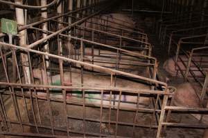 Sow stalls - Australian pig farming - Captured at Wonga Piggery, Young NSW Australia.