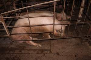 Farrowing crates at Wonga Piggery NSW - Australian pig farming - Captured at Wonga Piggery, Young NSW Australia.