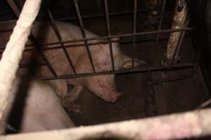 Sow stalls - Australian pig farming - Captured at Wonga Piggery, Young NSW Australia.