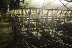 Sow stalls - Australian pig farming - Captured at Wonga Piggery, Young NSW Australia.