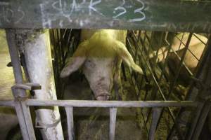 Sow stalls - Australian pig farming - Captured at Wonga Piggery, Young NSW Australia.