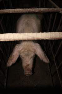 Sow stalls - Australian pig farming - Captured at Wonga Piggery, Young NSW Australia.