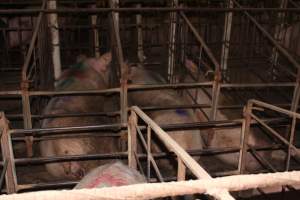 Sow stalls - Australian pig farming - Captured at Wonga Piggery, Young NSW Australia.