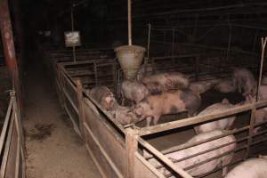 Grower pigs - Australian pig farming - Captured at Wonga Piggery, Young NSW Australia.