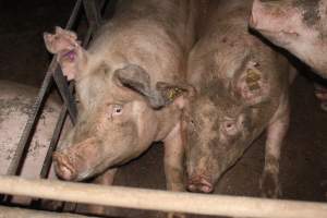 Grower/finisher pigs - Australian pig farming - Captured at Wonga Piggery, Young NSW Australia.