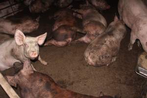 Grower/finisher pigs - Australian pig farming - Captured at Wonga Piggery, Young NSW Australia.