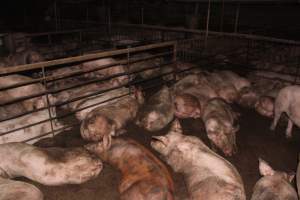 Grower/finisher pigs - Australian pig farming - Captured at Wonga Piggery, Young NSW Australia.