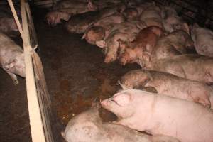 Grower/finisher pigs living in excrement - Australian pig farming - Captured at Wonga Piggery, Young NSW Australia.