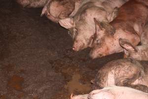 Grower/finisher pigs living in excrement - Australian pig farming - Captured at Wonga Piggery, Young NSW Australia.