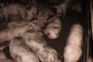 Grower/finisher pigs living in excrement - Australian pig farming - Captured at Wonga Piggery, Young NSW Australia.