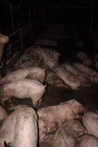 Grower/finisher pigs living in excrement - Australian pig farming - Captured at Wonga Piggery, Young NSW Australia.