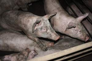 Grower/finisher pigs living in excrement - Australian pig farming - Captured at Wonga Piggery, Young NSW Australia.