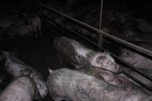 Grower/finisher pigs living in excrement - Australian pig farming - Captured at Wonga Piggery, Young NSW Australia.