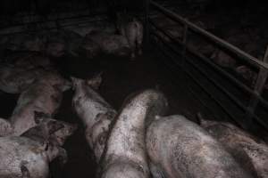 Grower/finisher pigs living in excrement - Australian pig farming - Captured at Wonga Piggery, Young NSW Australia.