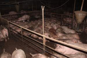 Grower/finisher pigs living in excrement - Australian pig farming - Captured at Wonga Piggery, Young NSW Australia.