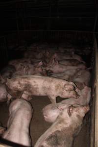 Grower/finisher pigs living in excrement - Australian pig farming - Captured at Wonga Piggery, Young NSW Australia.