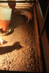 Weaner pigs living in excrement - Australian pig farming - Captured at Wonga Piggery, Young NSW Australia.